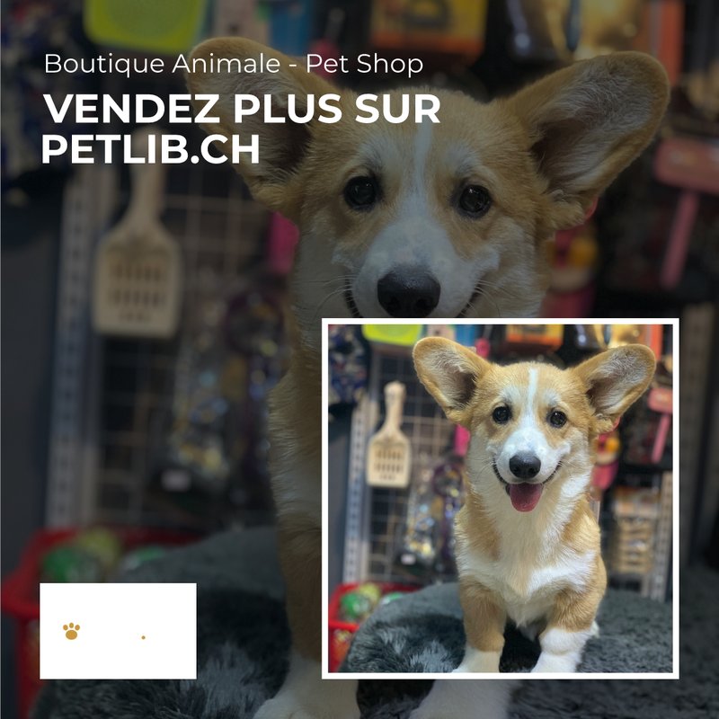 Boutique animale avec accessoires pour animaux à La Ferté-Saint-Samson