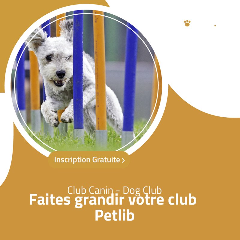 Chien sportif en canicross à Orange