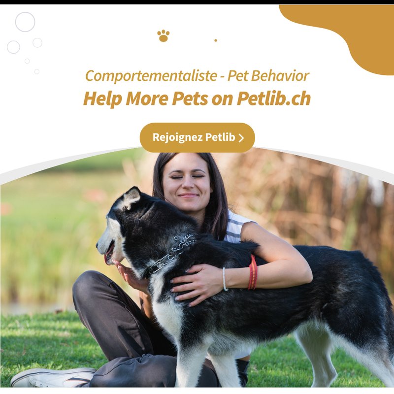 Comportementaliste canin travaillant avec un chien à Gérardmer