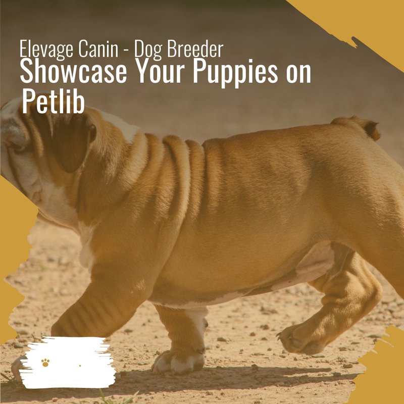 Élevage canin avec des chiots à La Ferté-Vidame