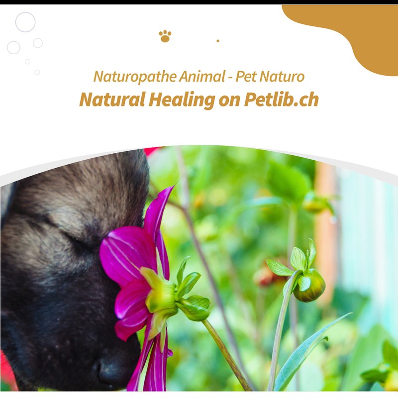 Naturopathe animalier avec remèdes naturels à La Ferté-Saint-Samson