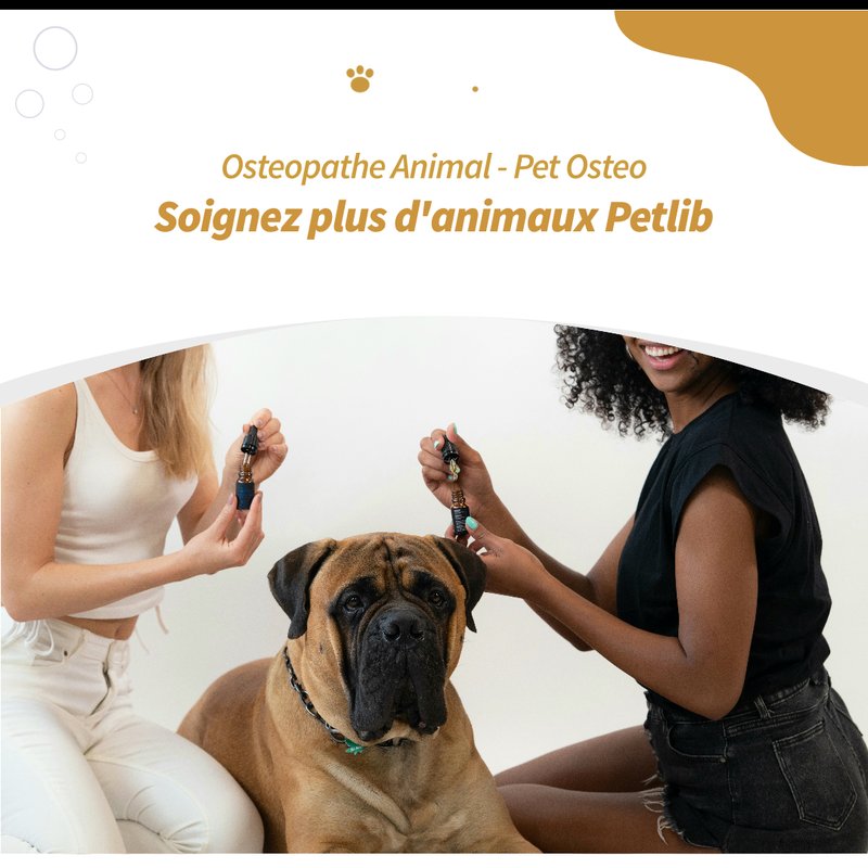 Ostéopathe animalier traitant un chien à La Ferté-Vidame