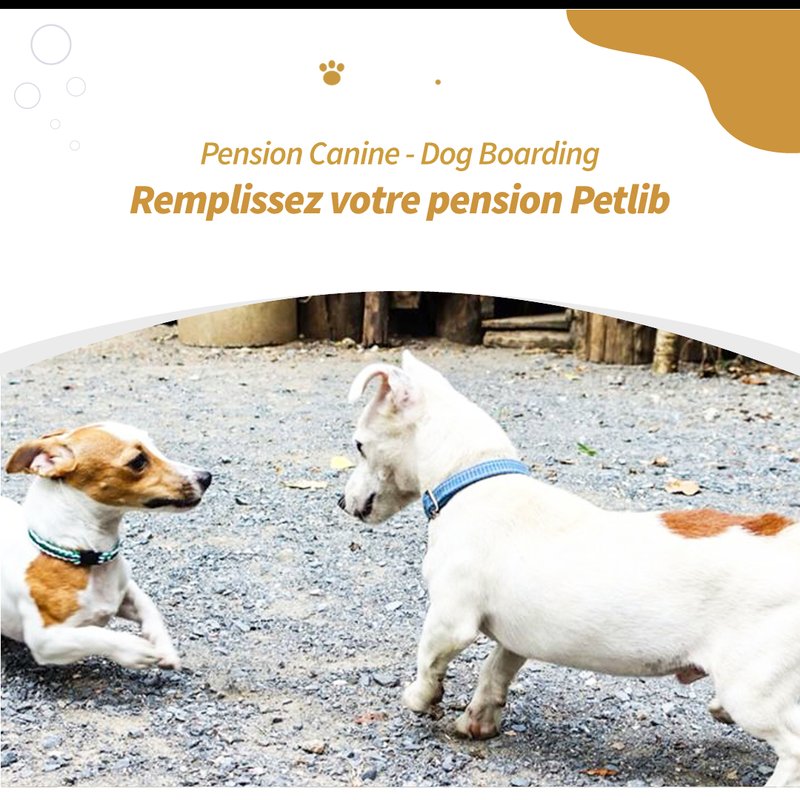 Pension canine avec des chiens heureux à La Ferté-Saint-Samson