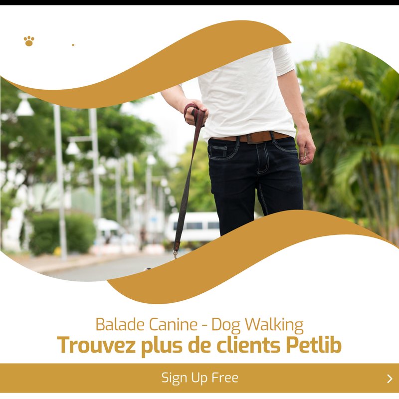 Promeneur de chiens dans un parc à La Ferté-Saint-Samson